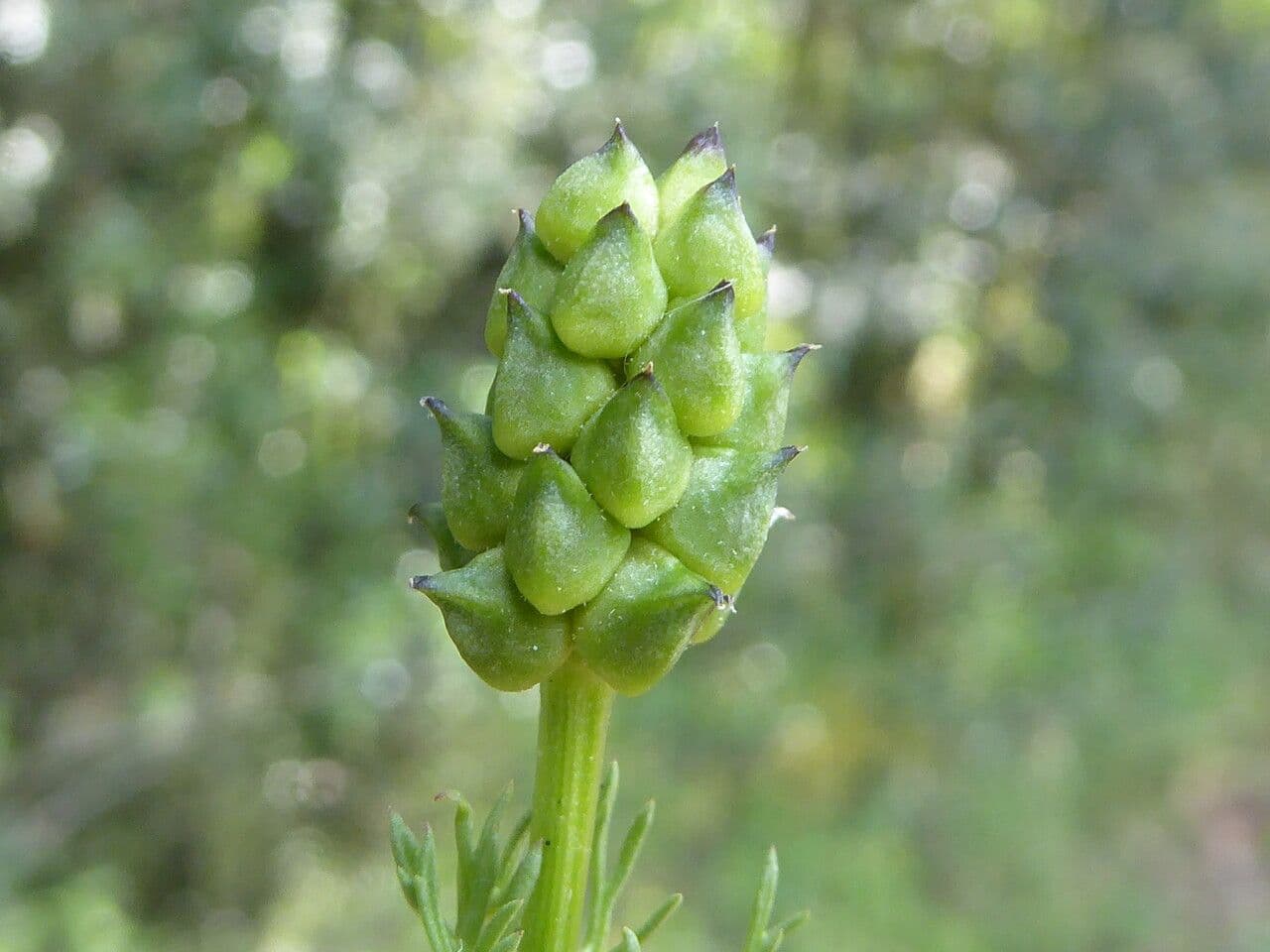 Adonis annuale 5
