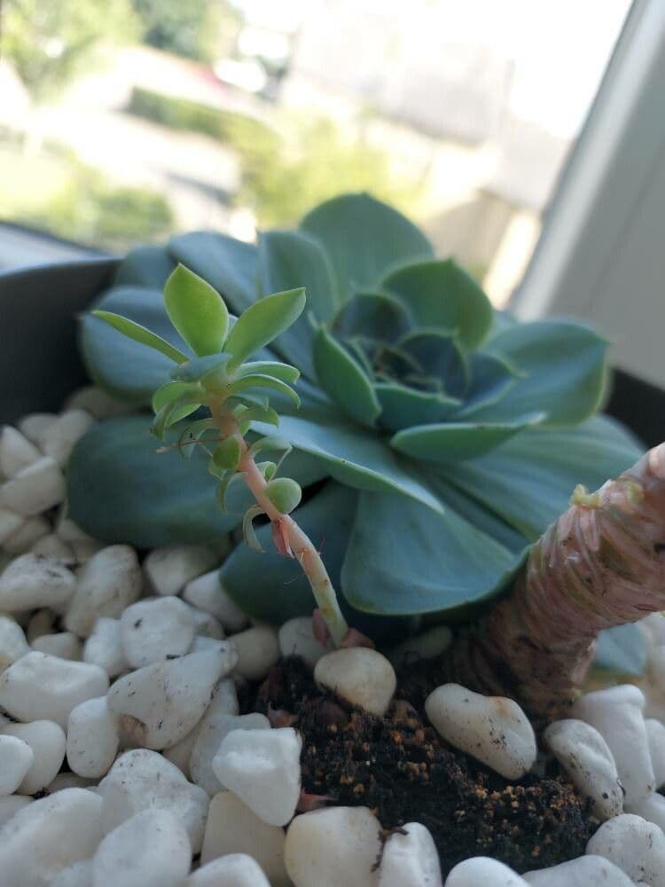 Echeveria secunda 27