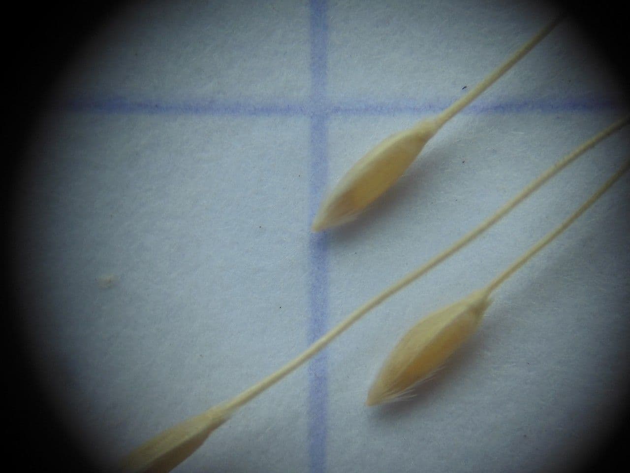 Kavyl vláskovitý 5