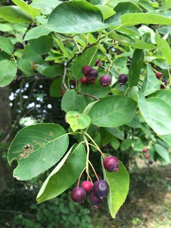 Ciliegio giapponese 2