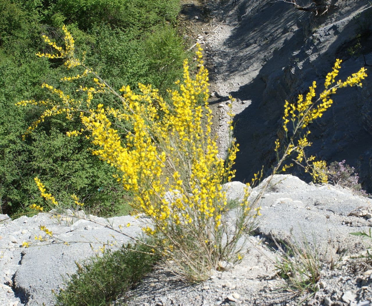 Ginestra cenerina 13