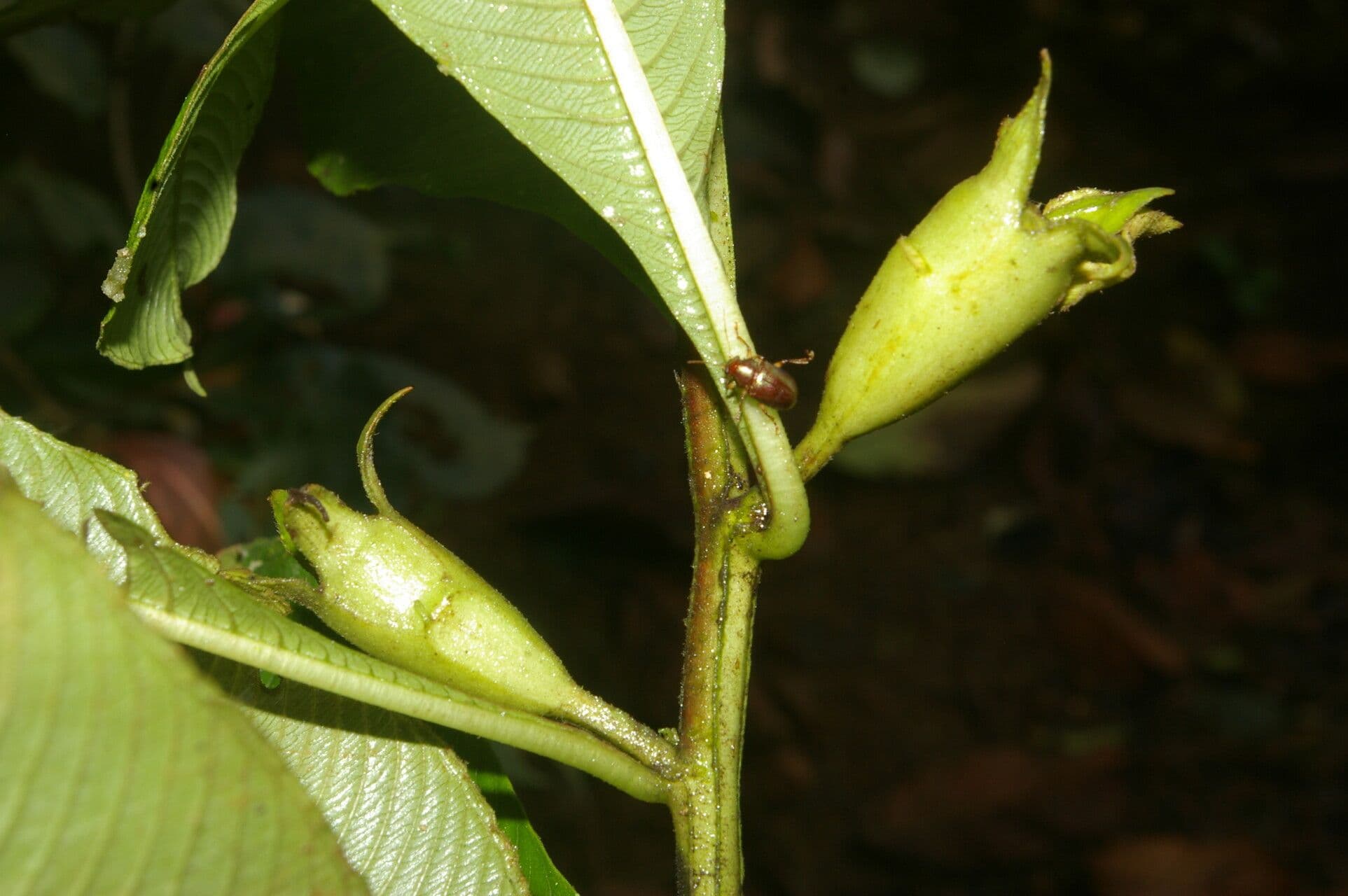 Ludwigia 2