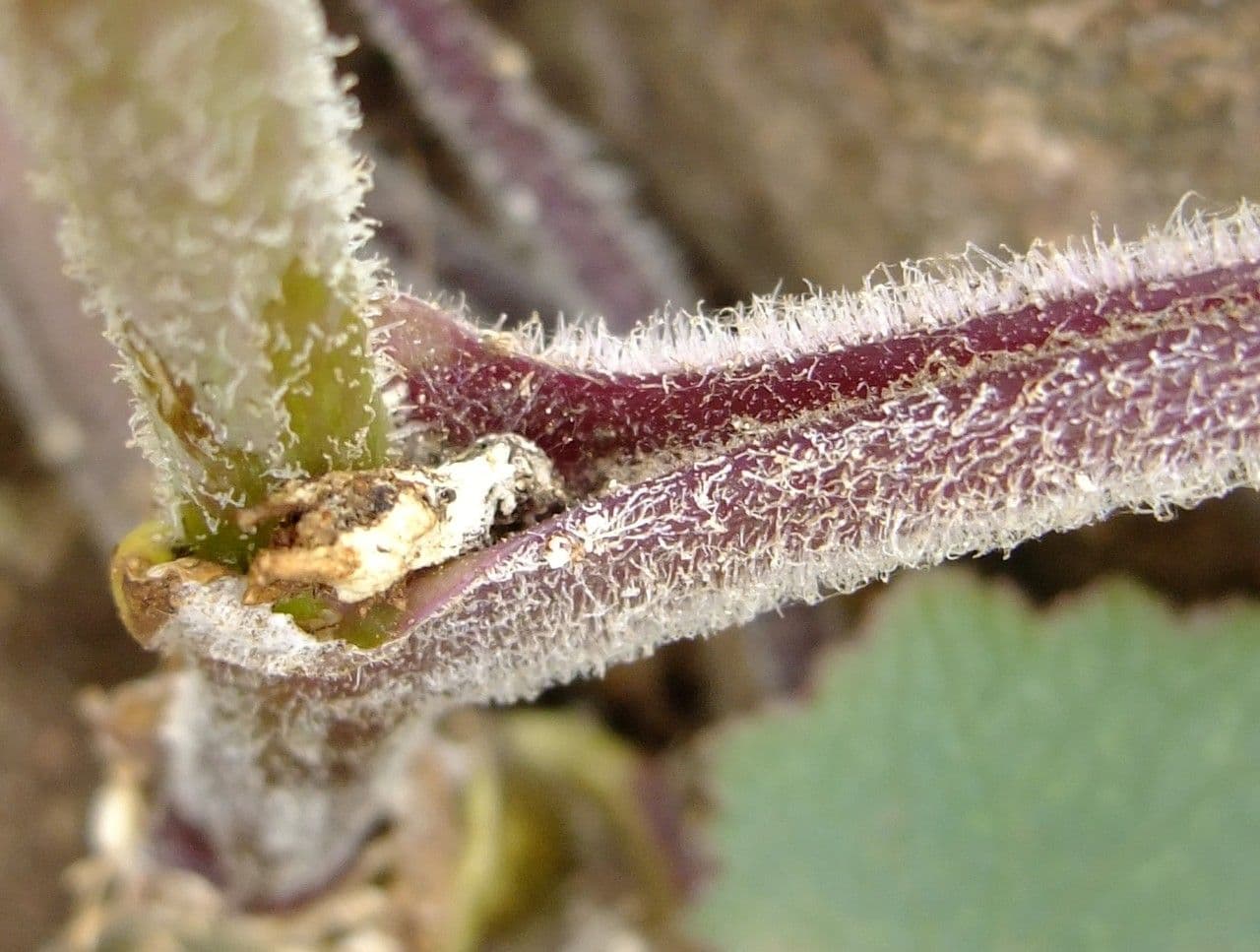 Pericallis 17