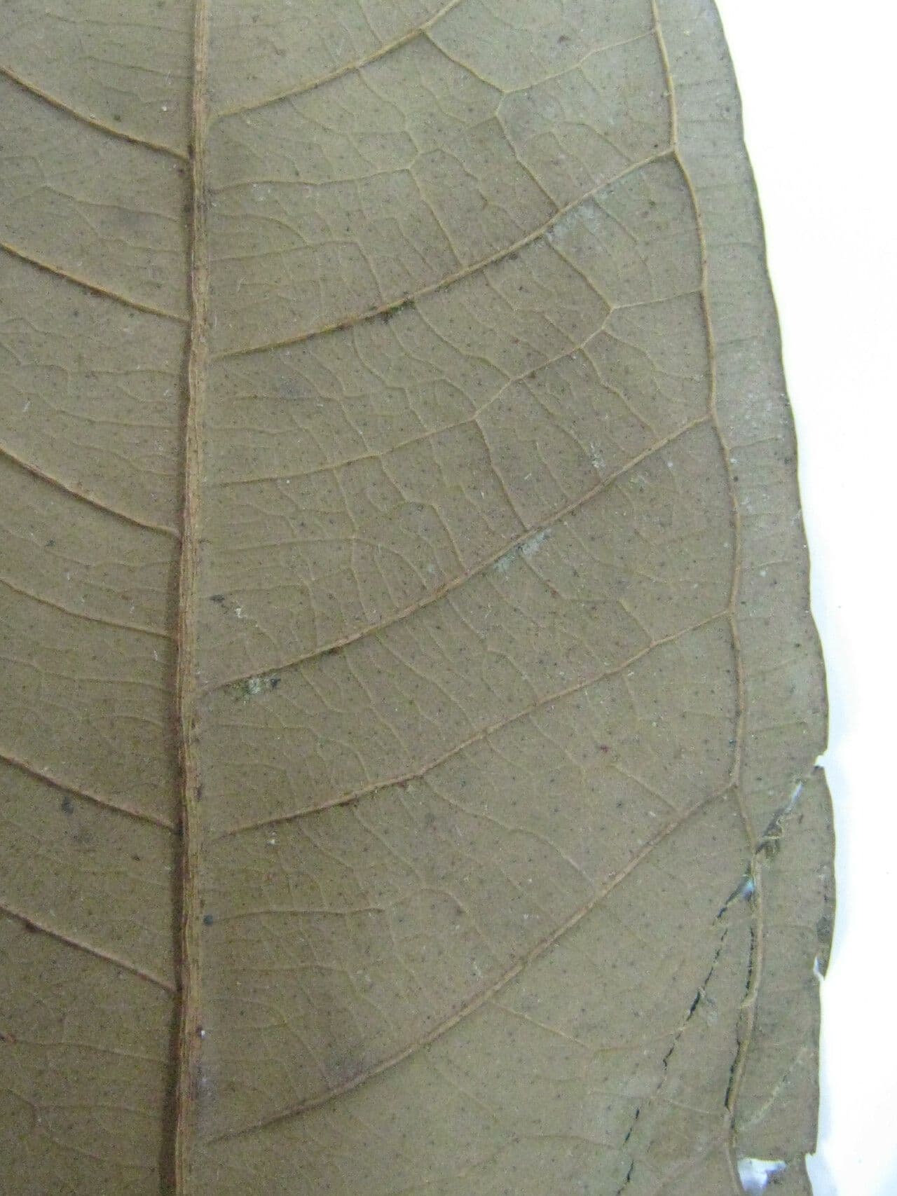 Eugenia 14
