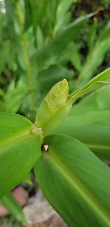Hedychium coronarium 26