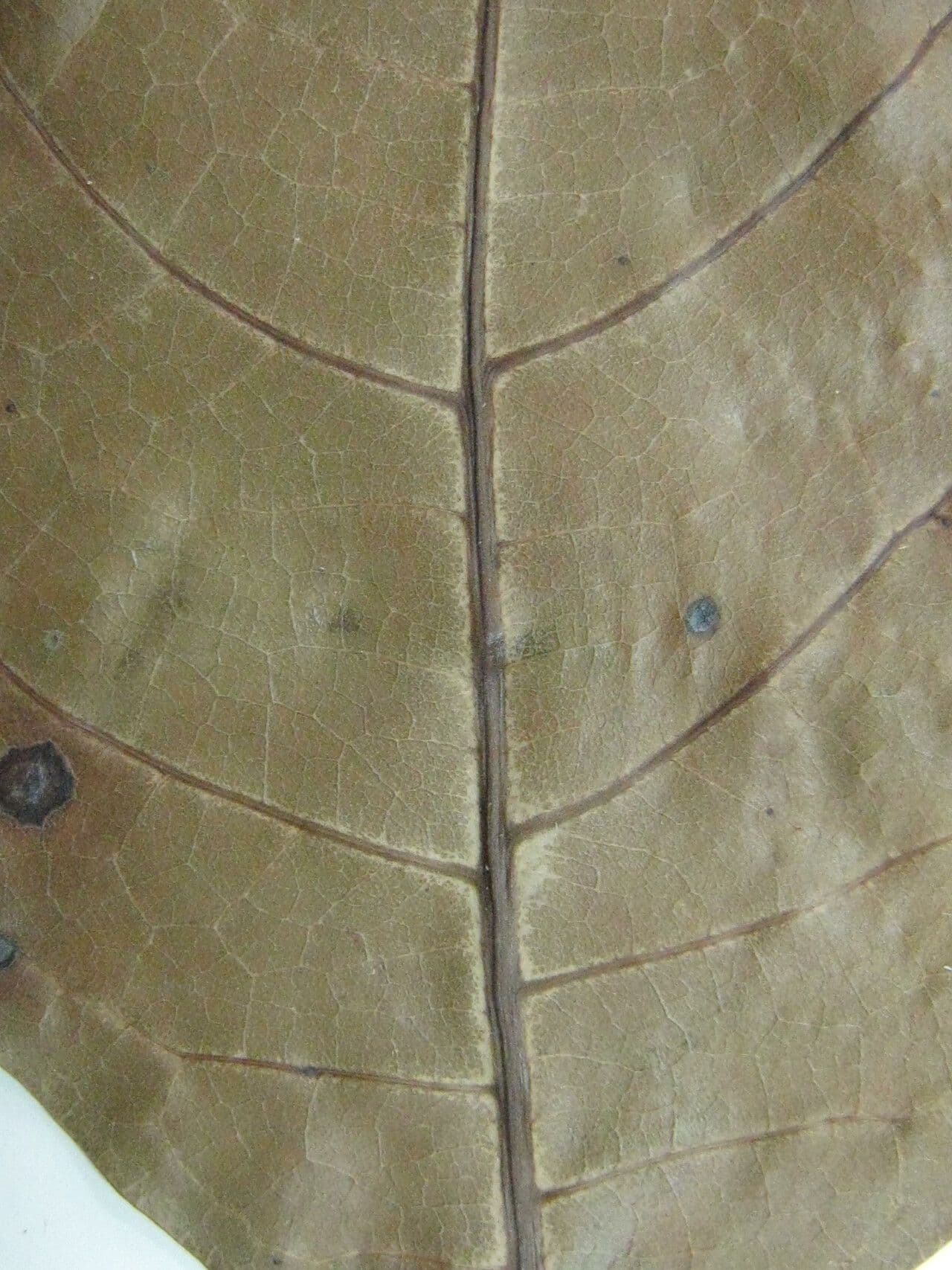 Dacryodes 7