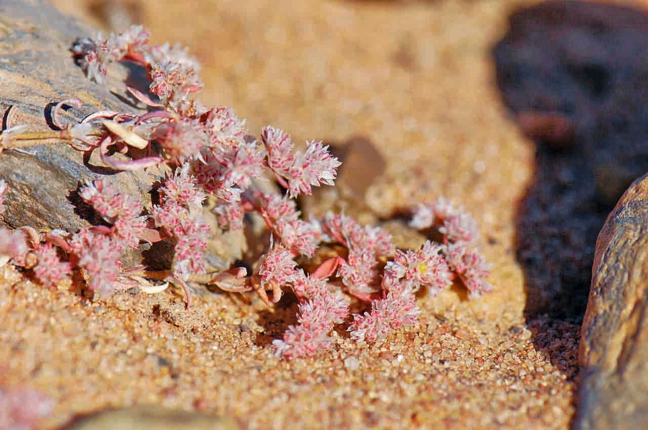 Paronichia araba 5
