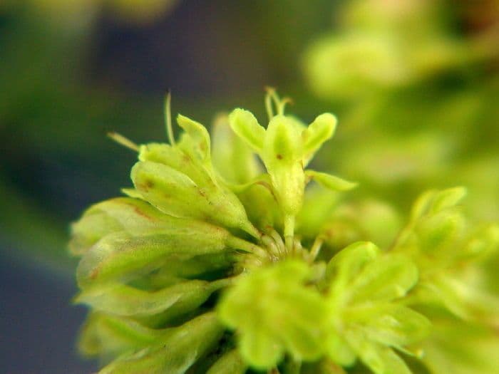 Eriogonum 2