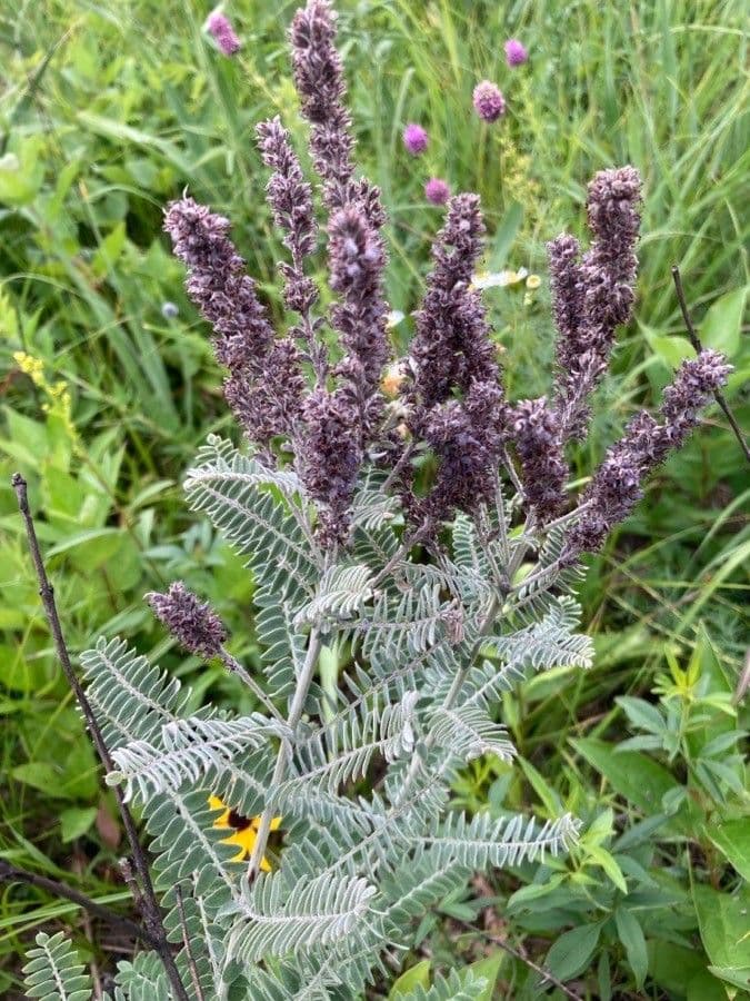 Leadplant 16
