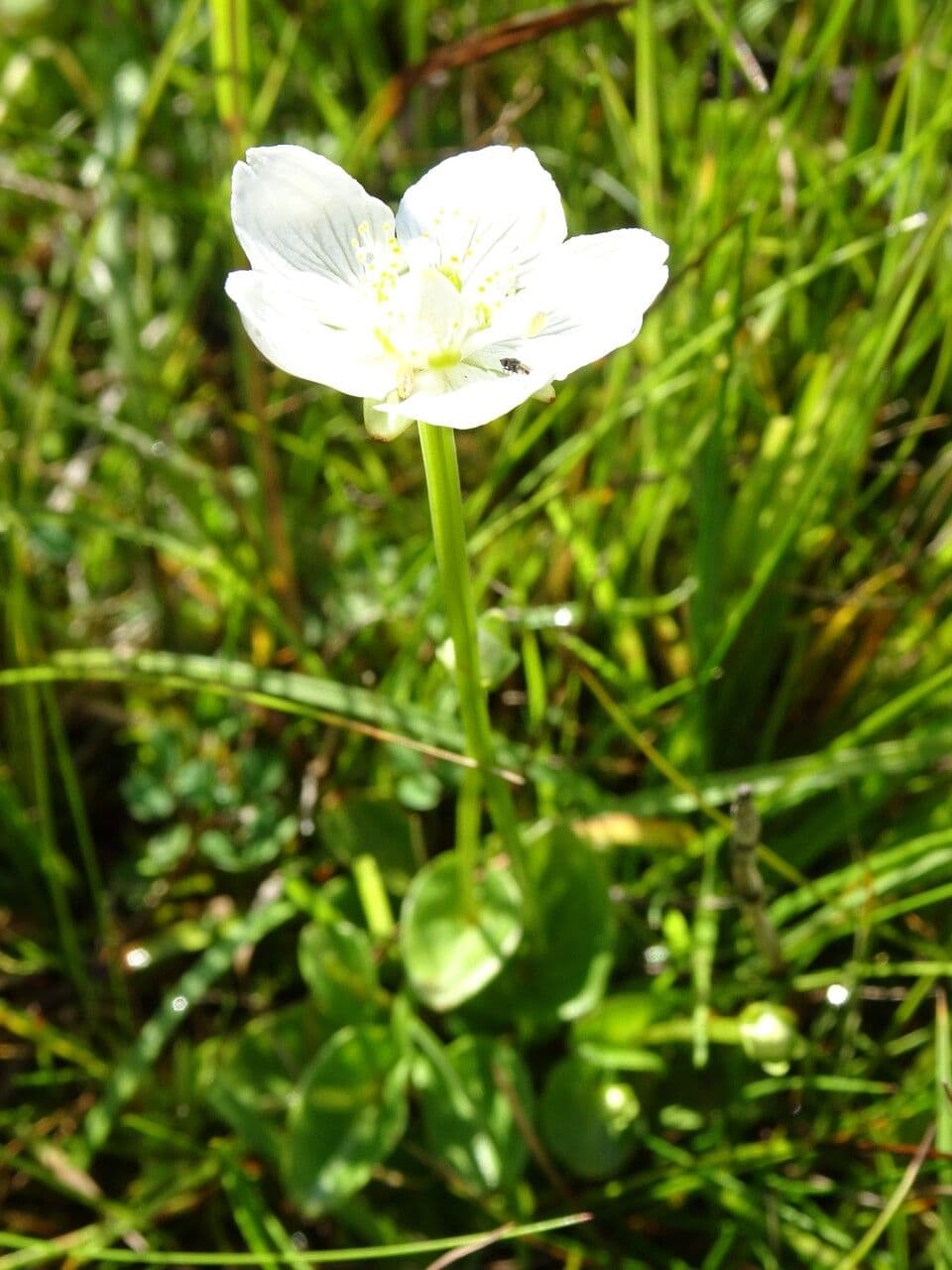 Parnassia 15