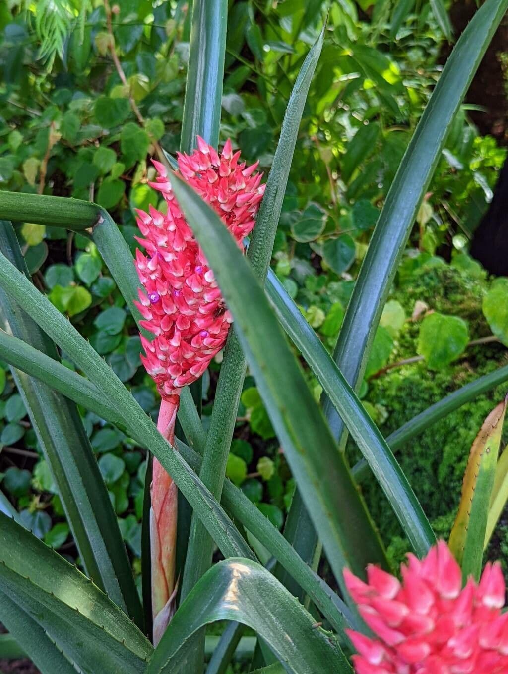 Aechmea 13