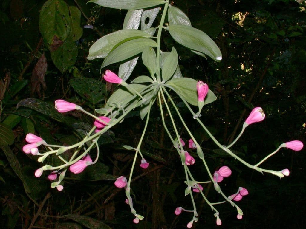 Bomarea 20