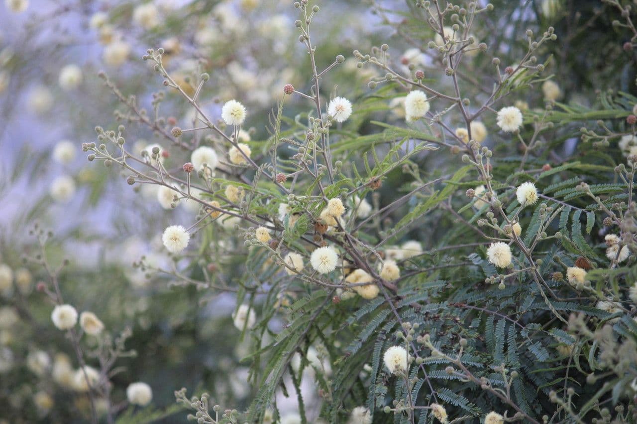 Senegalia berlandieri 10