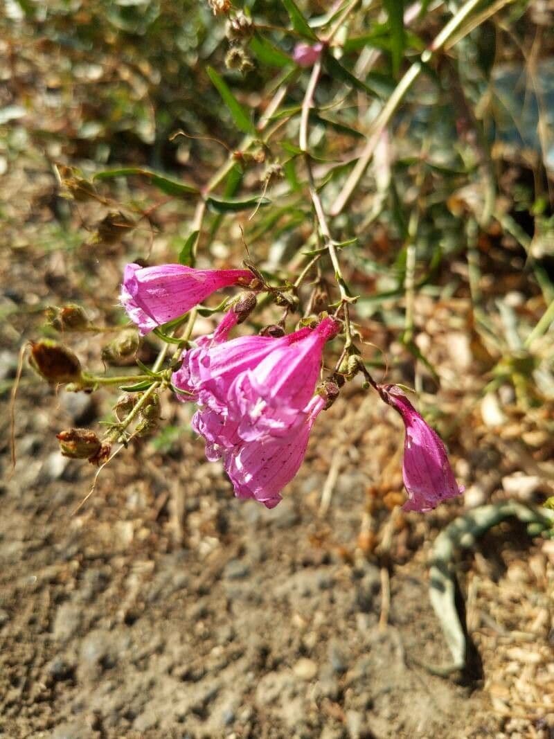 Richardsons Bartblume 2
