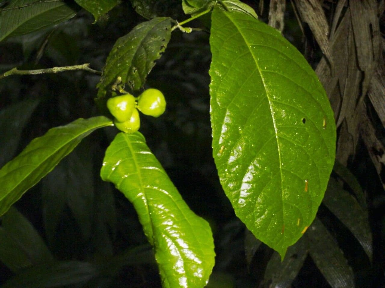 Rinorea 19