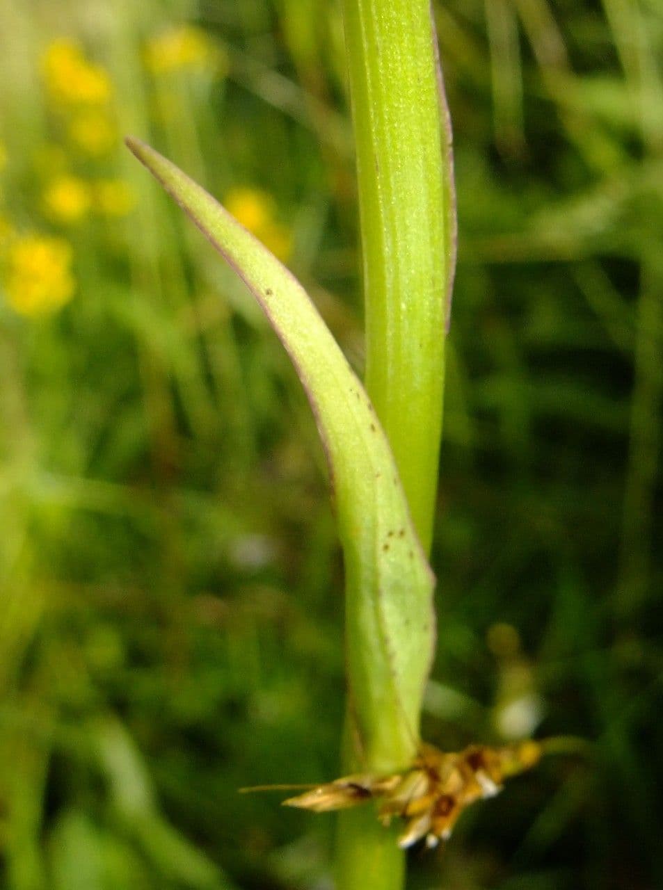 Orchidea macchiata 25