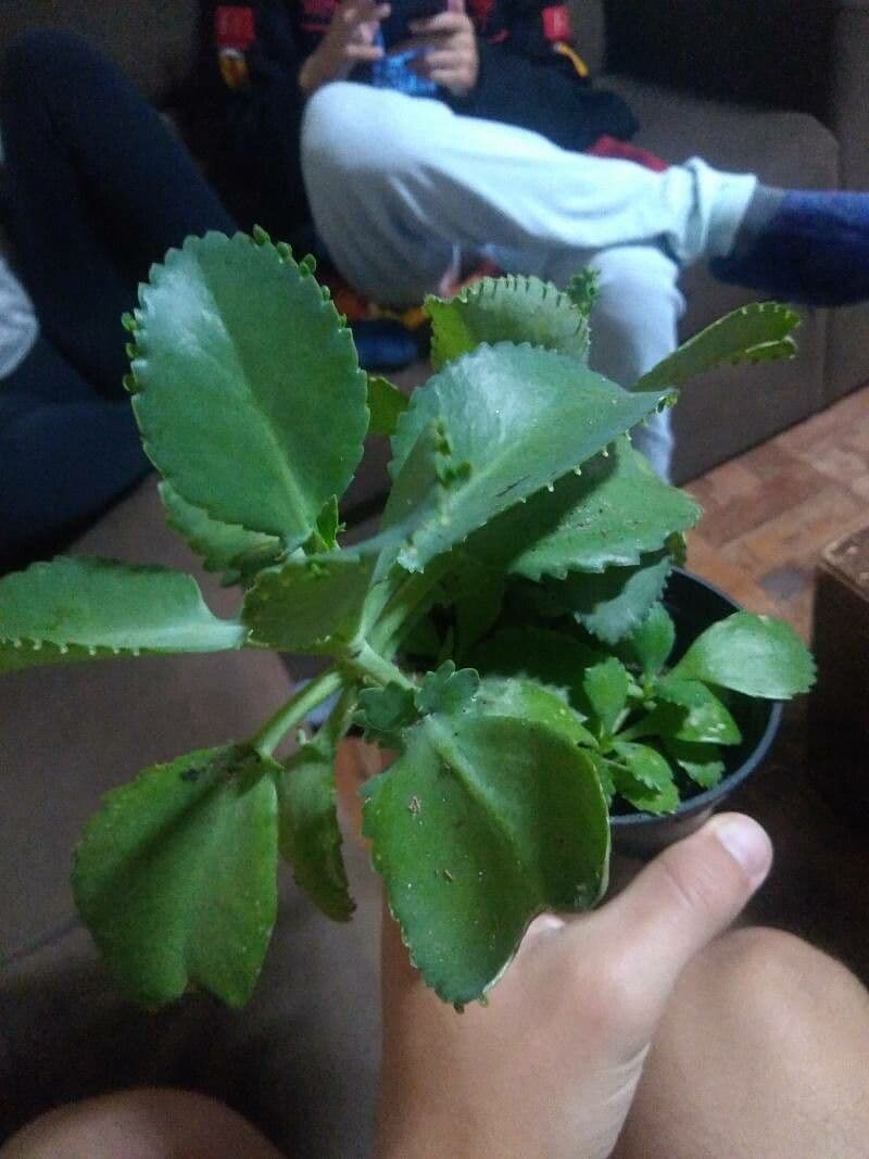Milagro 29