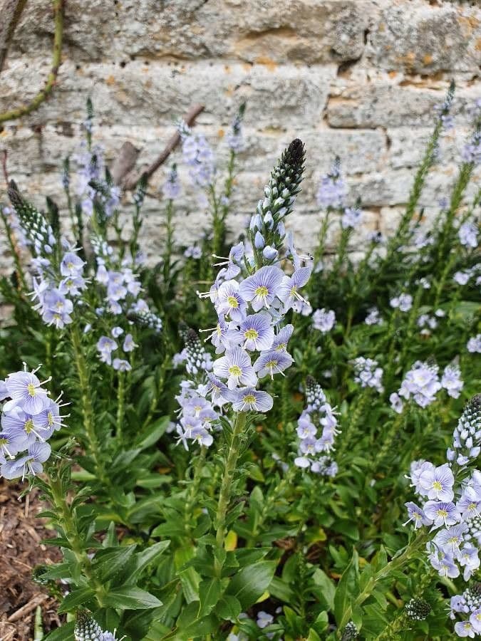 Veronica gentianella 4