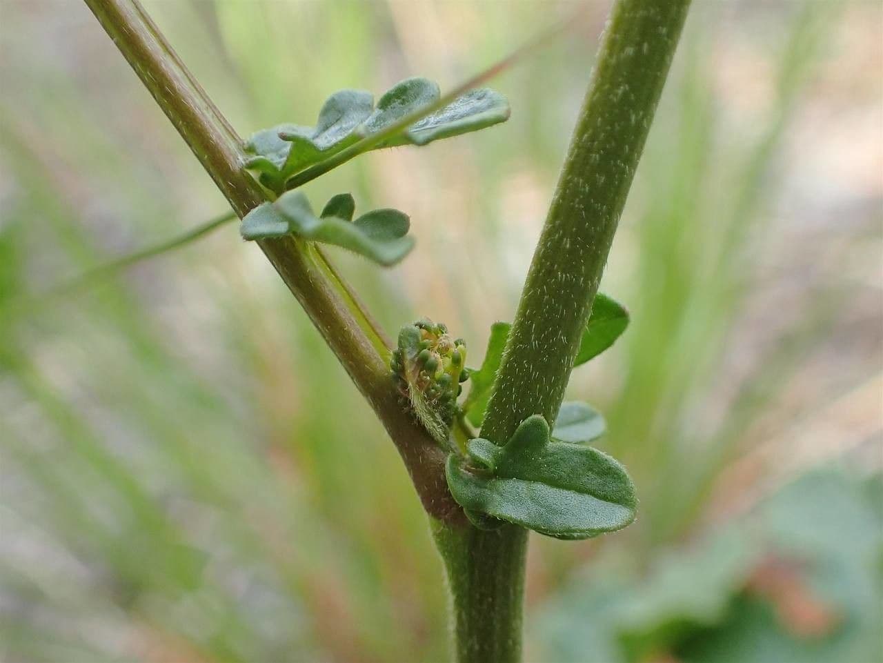 Winterkresse 25