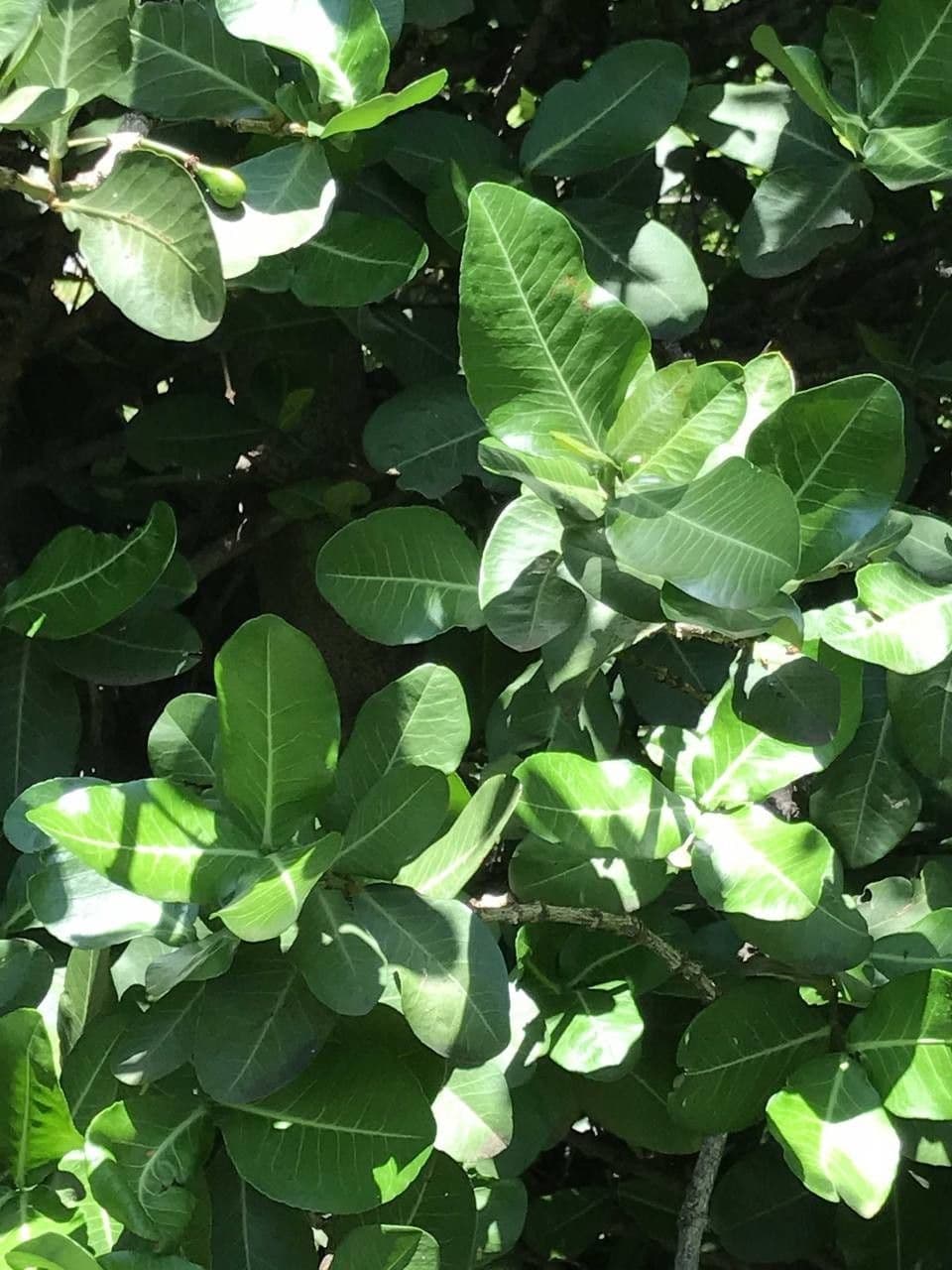 Garcinia livingstonei 12