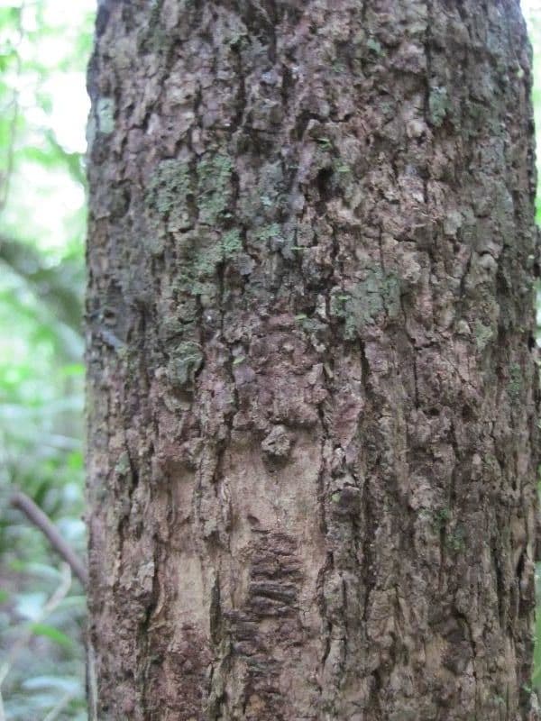 Eschweilera coriacea 15