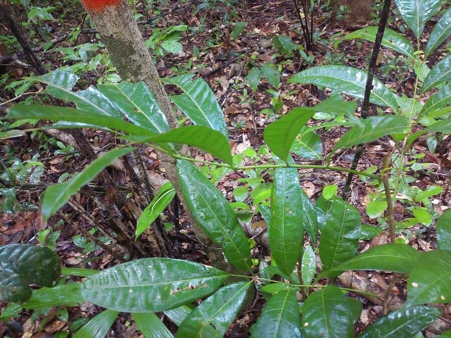 Protium apiculado 6