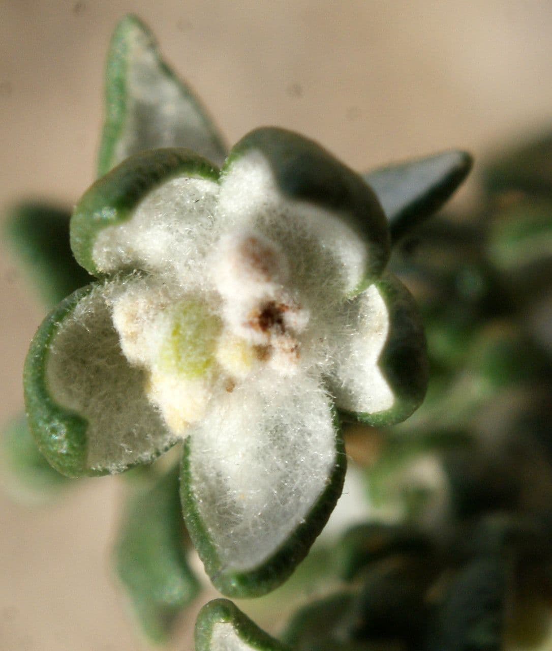 Timelea irsuta 2
