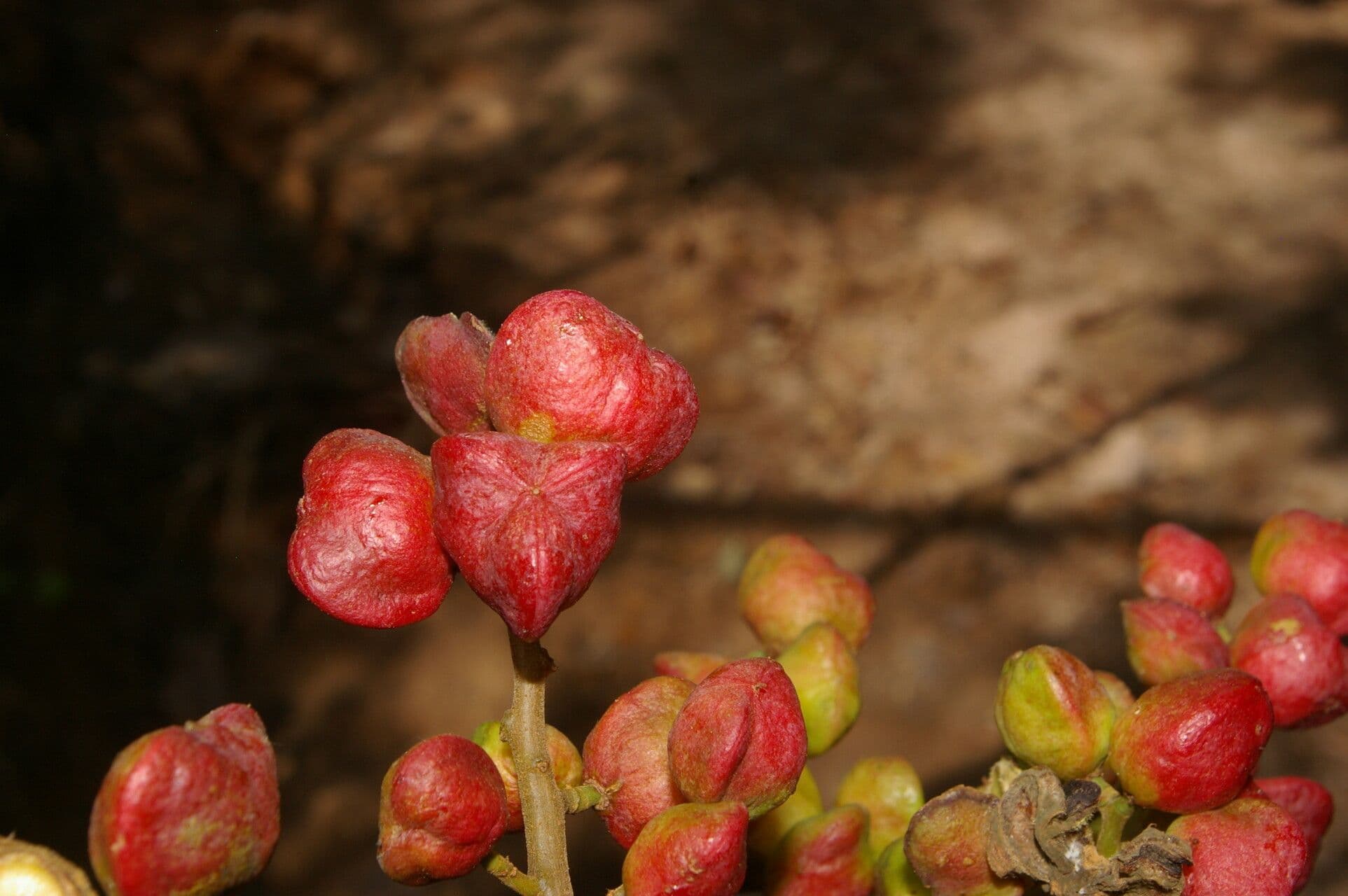 Dilodendron 2