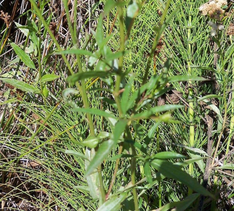 Baccharis 11