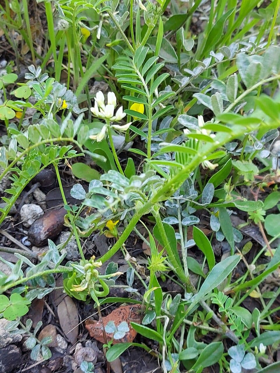 Astragalus hamosus 26