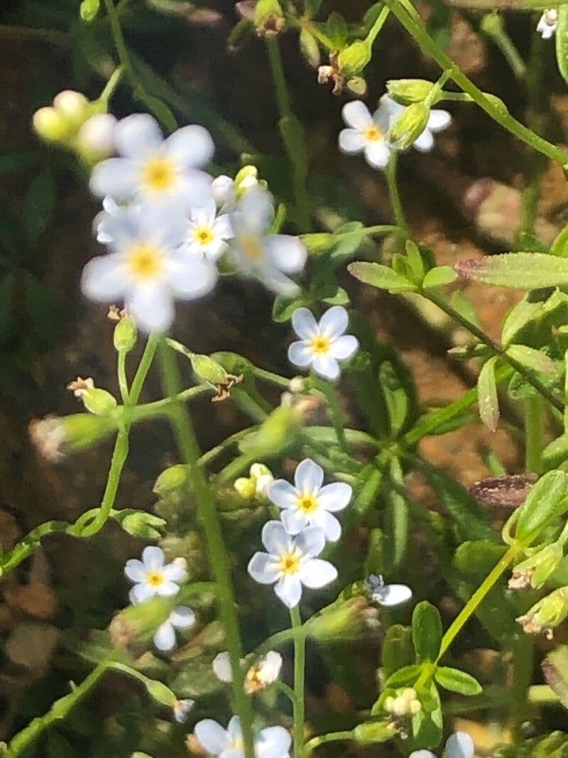 Myosotis 3