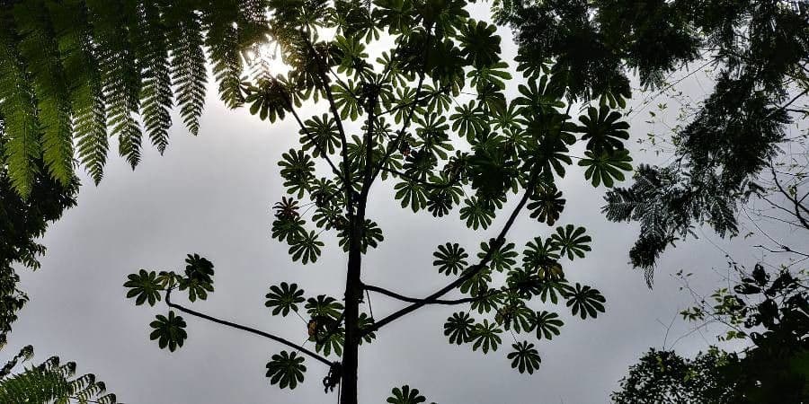 Cecropia 19