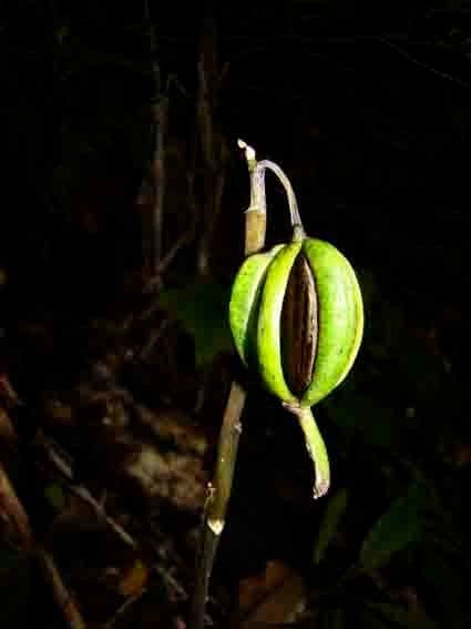 Orchidea