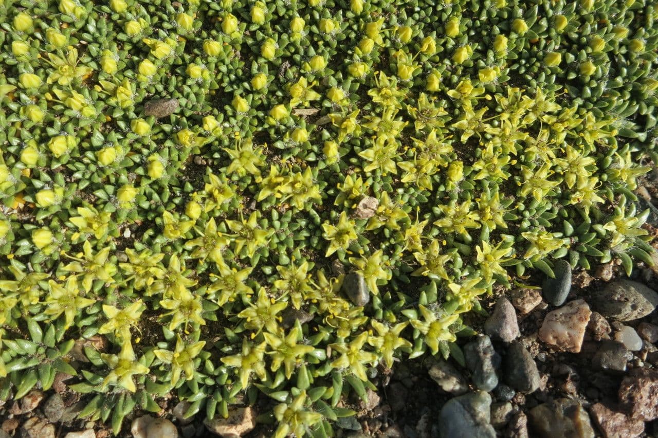 Azorella monanta 4