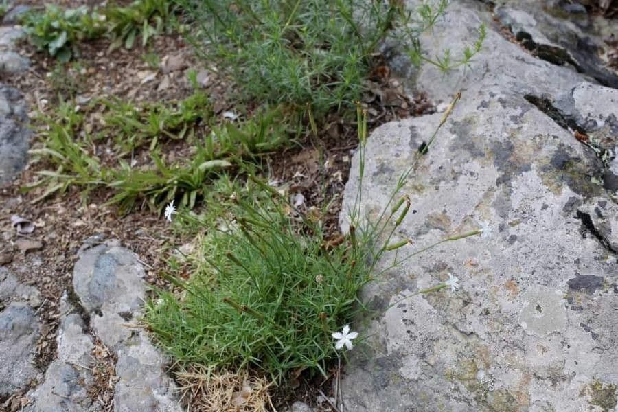 Dianthus 6
