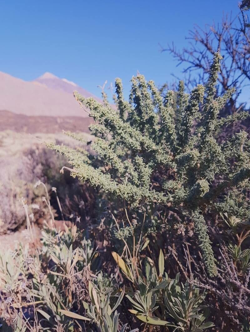 Adenocarpus viscoso 13