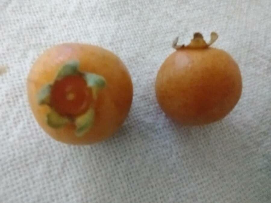Campomanesia xanthocarpa