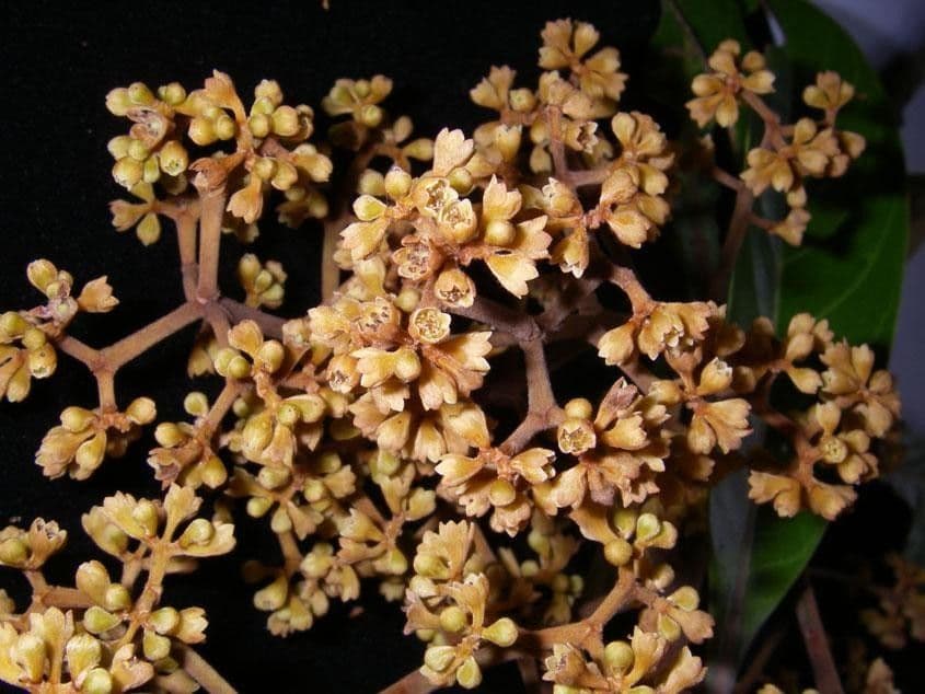 Ocotea 14