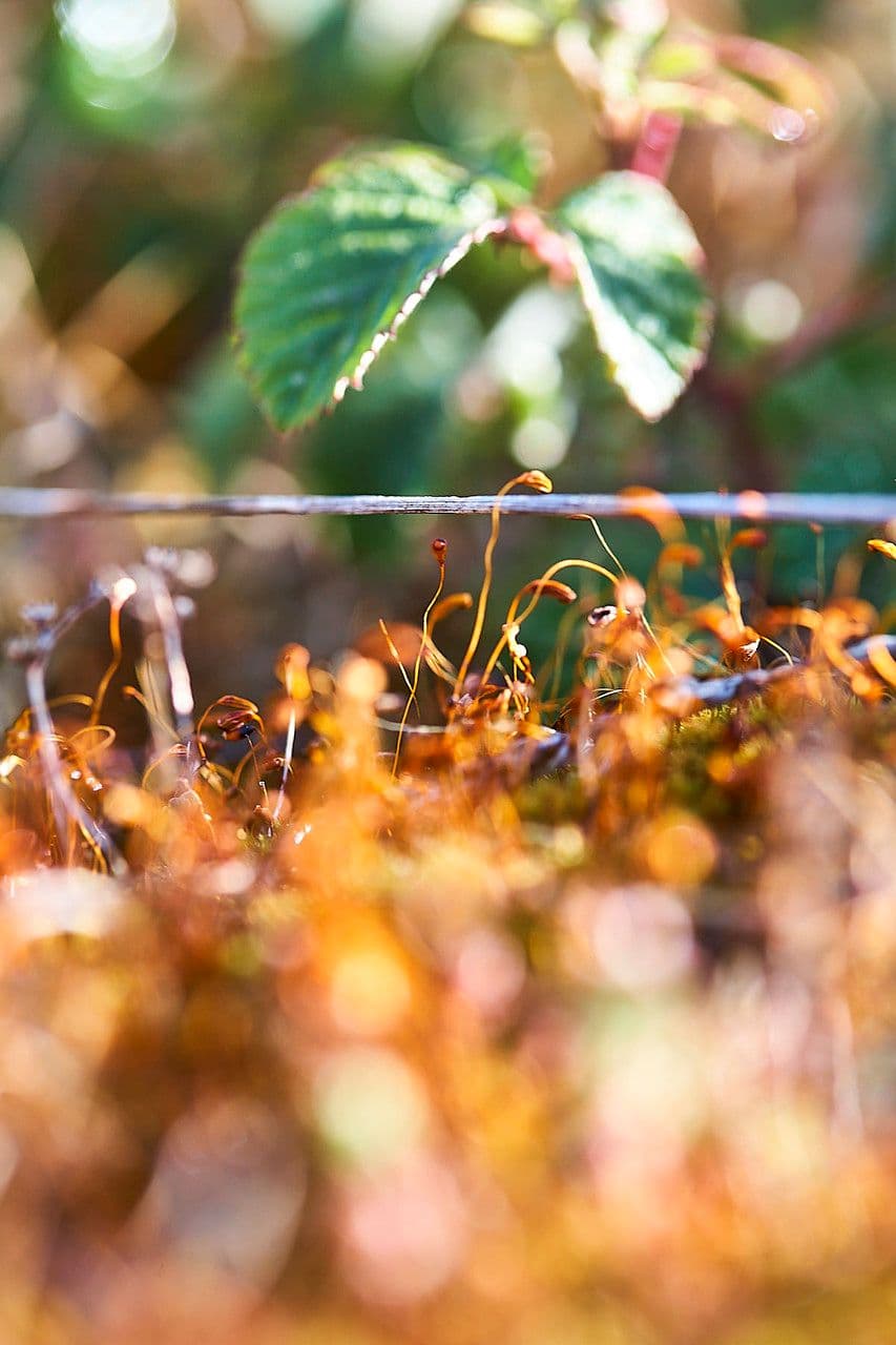 Cuscuta delle saline