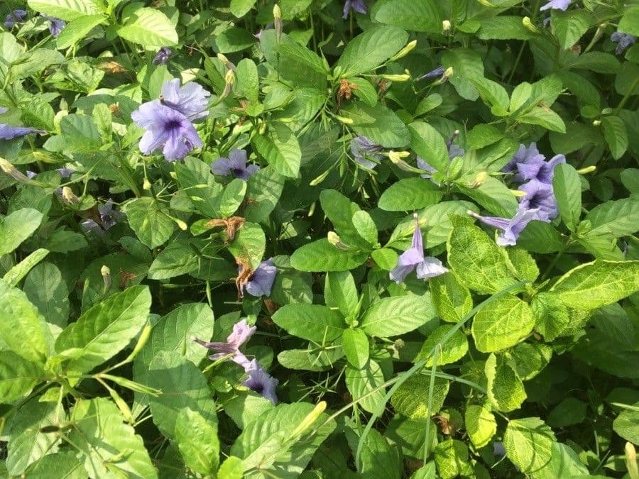 Ruellia tuberoso 19