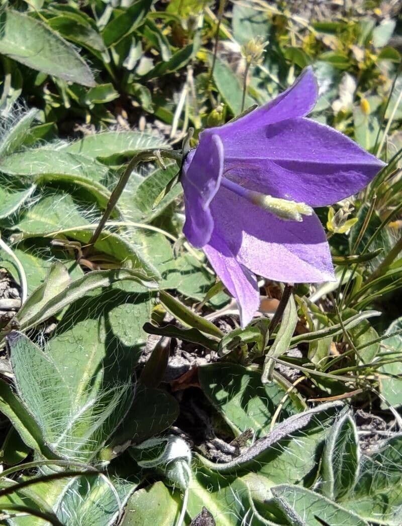 Campanula di Hermini 4