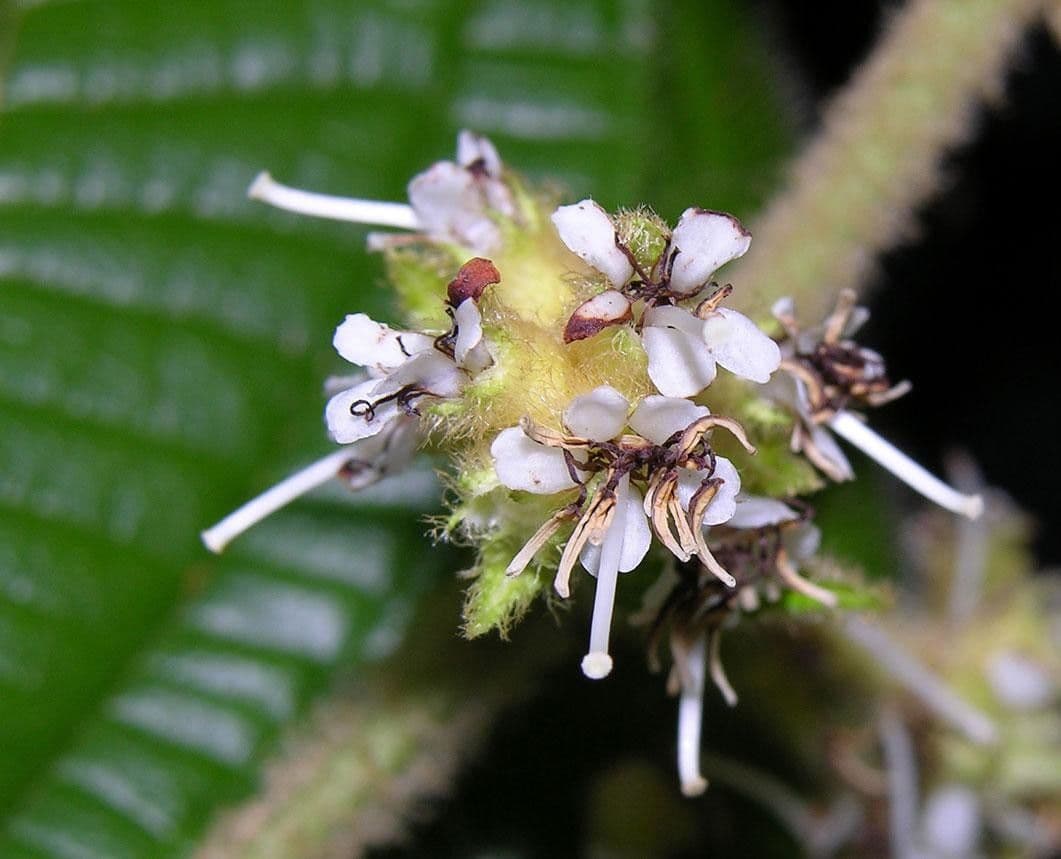 Miconia 3
