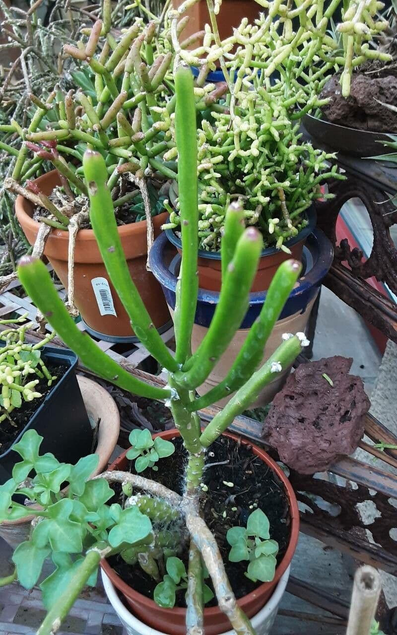 Rhipsalis 4