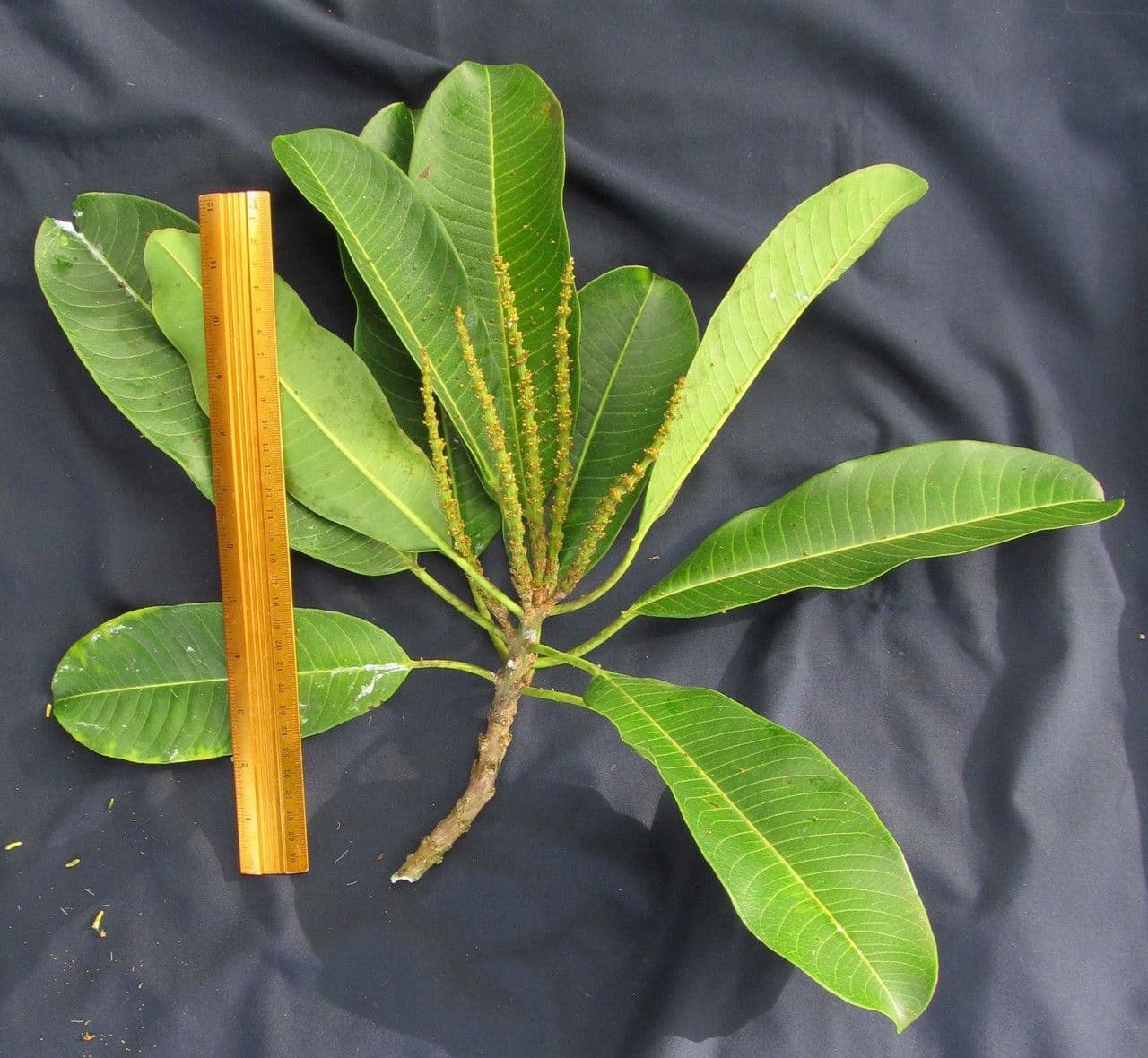 Sapium 9