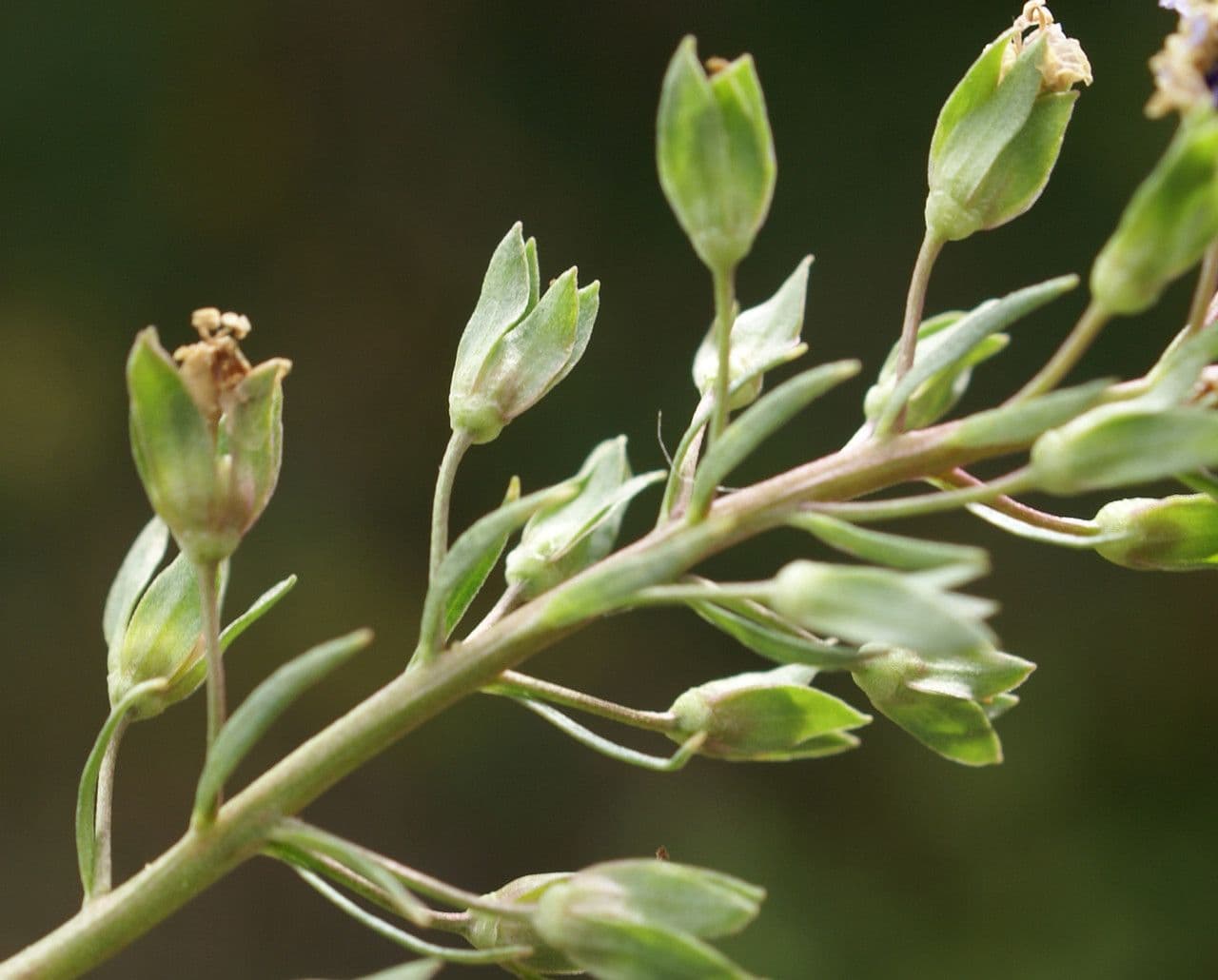Veronica acquatica 5