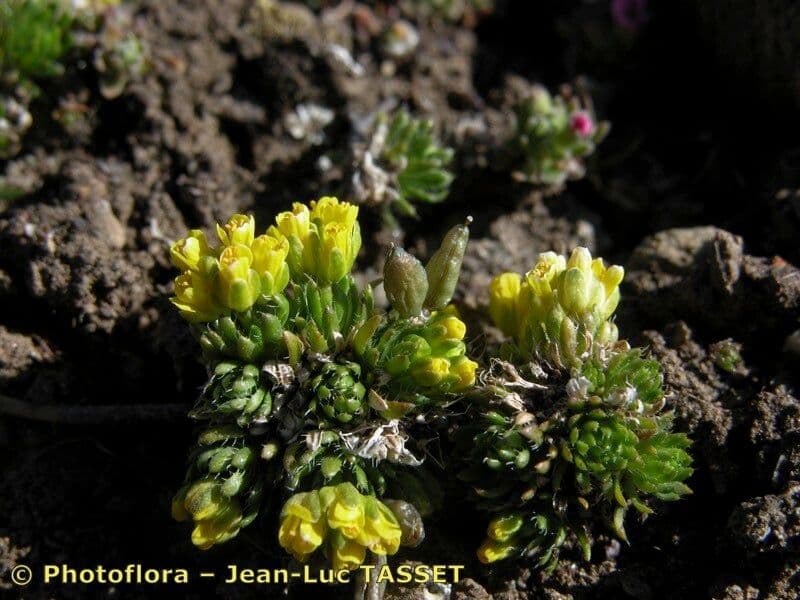 Draba 10