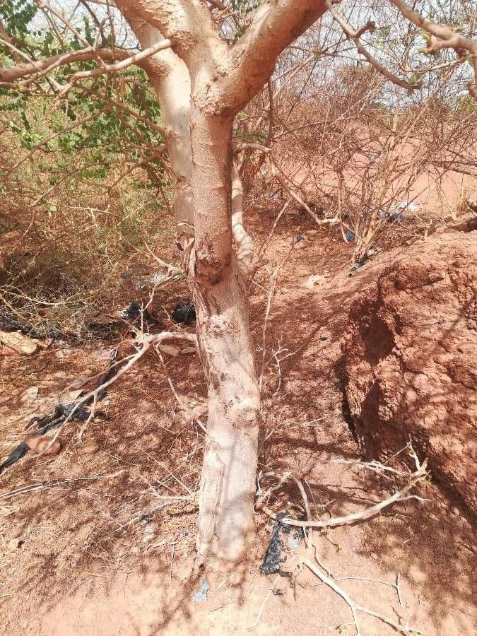 Marula 19
