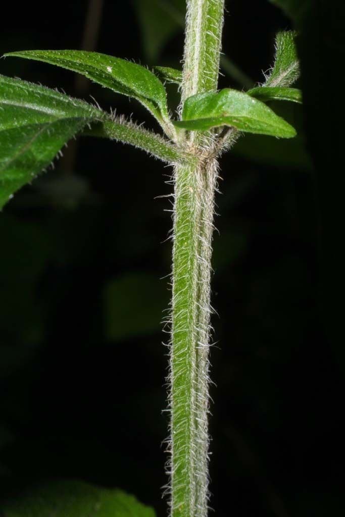 Blephilia ciliata 20