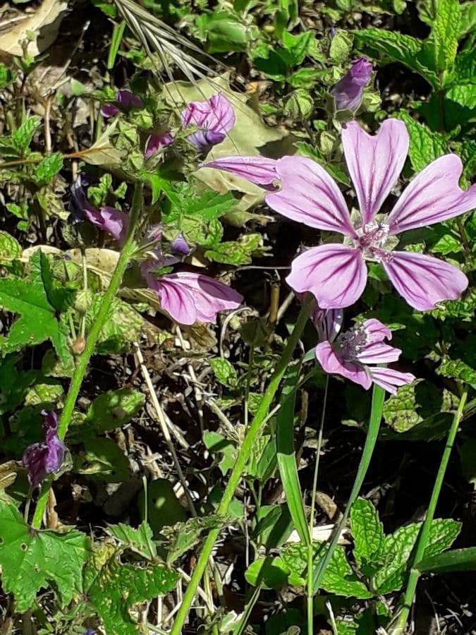 Malva selvatica 28