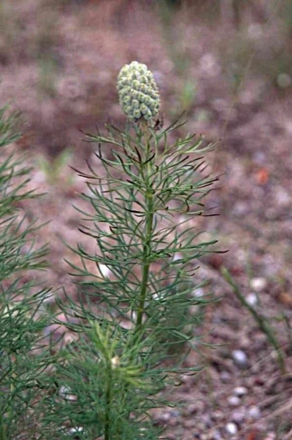 Adonide primaverile 26